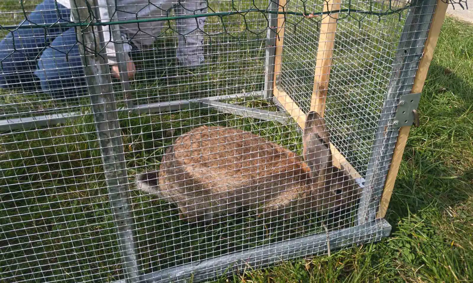 Küülik